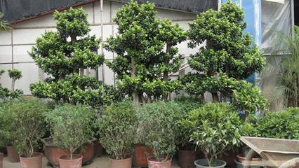 上海思羽園林綠化 專業(yè)花卉租賃，為寫字樓與生活空間注入自然生機(jī)