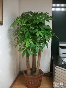 上海辦公室綠植租擺與花卉租賃服務(wù) 專業(yè)園林綠化，價(jià)格實(shí)惠，助力商務(wù)環(huán)境升級(jí)