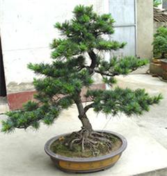 專業(yè)綠意，悅享空間 深圳電視臺(tái)攜手指定園藝公司打造高品質(zhì)室內(nèi)植物租擺與養(yǎng)護(hù)服務(wù)